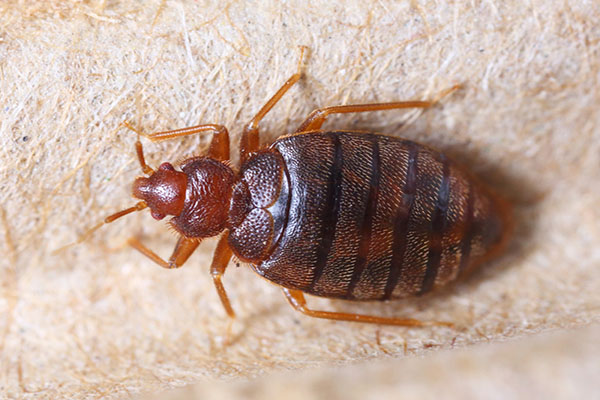 Bed Bugs Treatment Do it Yourself Bed Bug Control