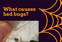 How do you get bed bugs