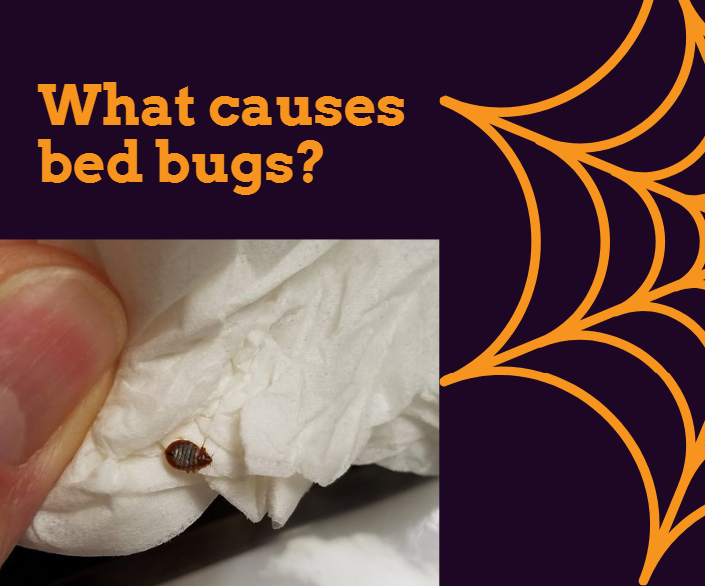 How Do You Get Bed Bugs What Causes Bed Bugs Huffington News   Large Adult Bed Bug 