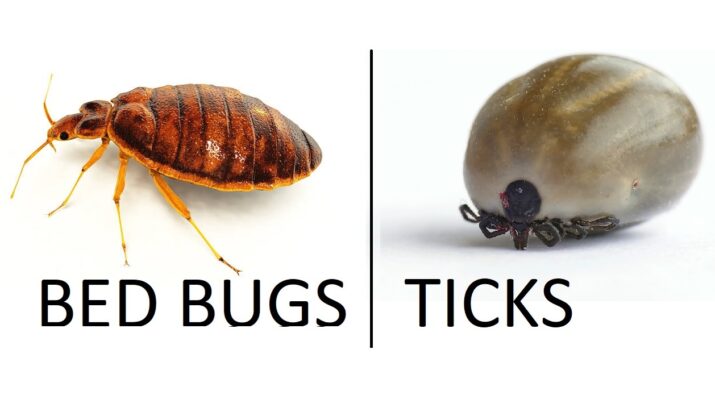 Surprising Discovery: Bed Bug Bites Detected On Ticks - Huffington News