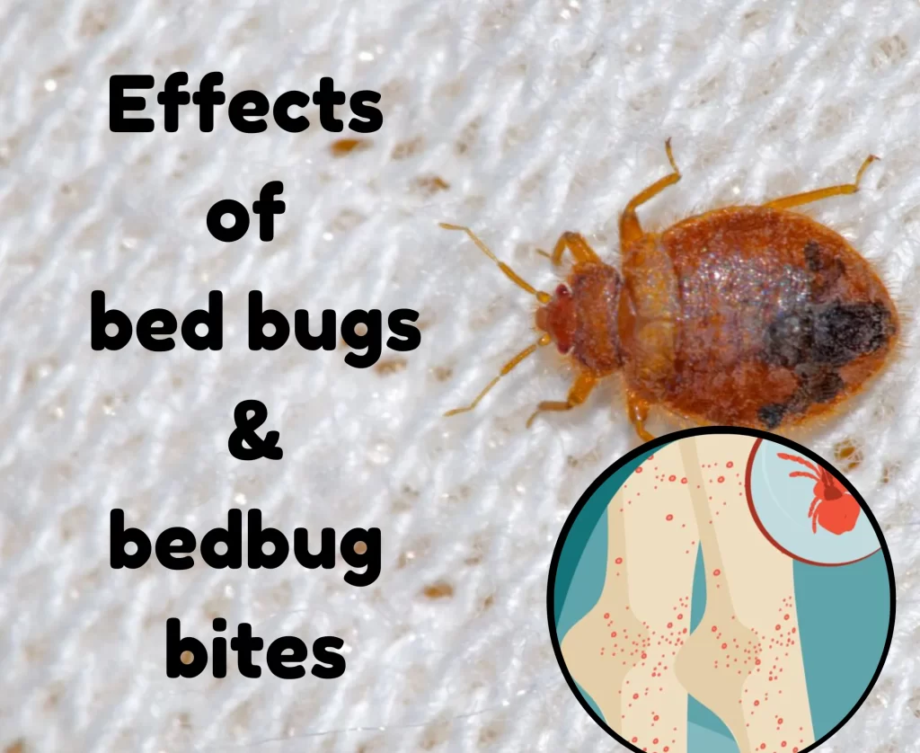 Unraveling the Mystery: How Bed Bug Bites Impact Mites and Their Effect ...