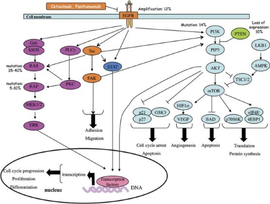 The Role of Genetic Mutations in Colon Cancer: Understanding the ...