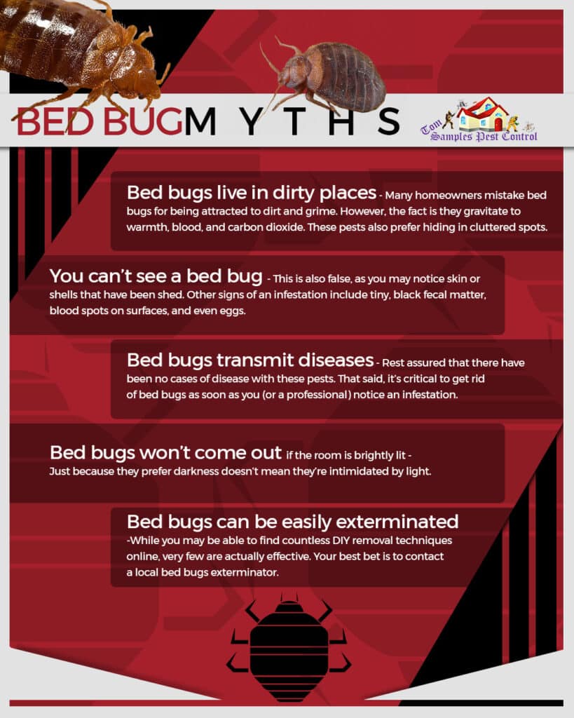 Effective Strategies for Bed Bug Eradication: A Guide for Homeowners ...