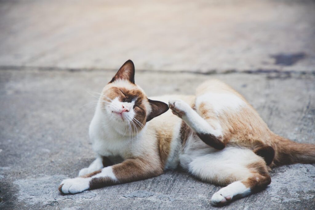 Uncovering the Myths: Understanding Bed Bug Bites on Cats - Huffington News