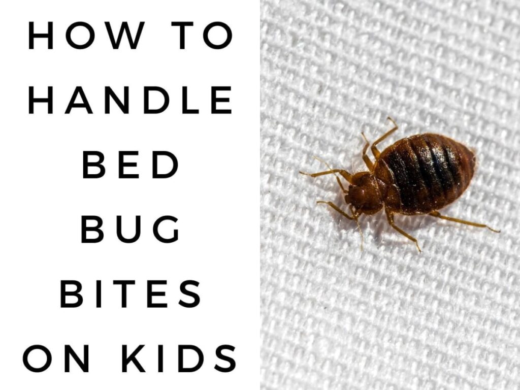 Understanding the Impact: How Bed Bug Bites Affect Children's Health 