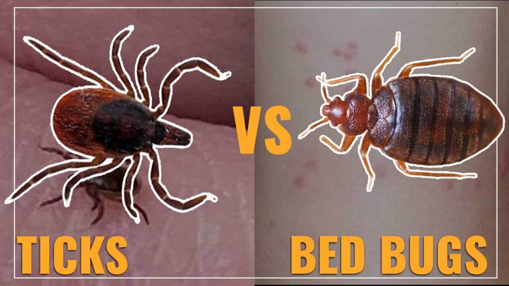 What Happens When Bed Bugs Bite Ticks? Understanding the Intricate ...