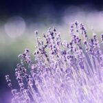 Unlocking the Power of Aromatherapy: How Essential Oils Can Boost Your Well-being